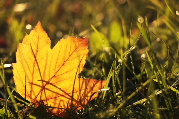Vackra Fallna Löv Bland Grönt Gräs Utomhus Solig Höstdag Närbild — Stockfoto
