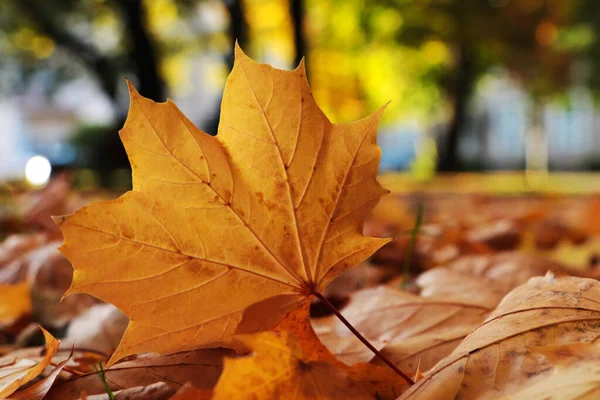 Stos Pięknych Opadłych Liści Świeżym Powietrzu Jesienny Dzień Zbliżenie — Zdjęcie stockowe