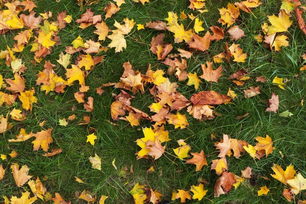Сухе Листя Зеленій Траві Восени Вигляд Зверху — стокове фото