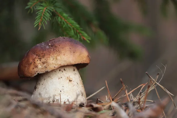 Prachtige Porcini Paddestoel Groeiend Het Bos Herfstdag — Stockfoto