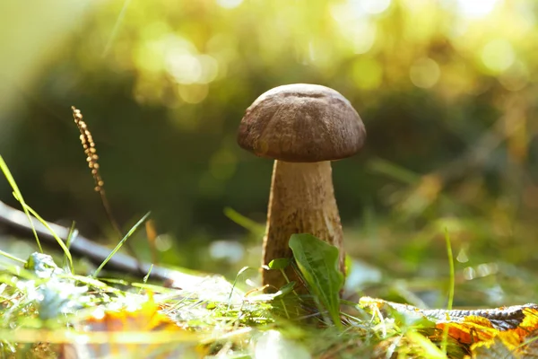 Seta Silvestre Fresca Creciendo Bosque Primer Plano Espacio Para Texto — Foto de Stock