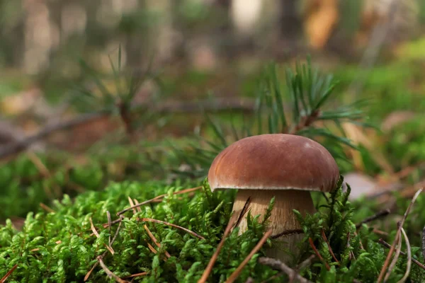 Porcini Paddenstoel Groeit Het Bos Ruimte Voor Tekst — Stockfoto