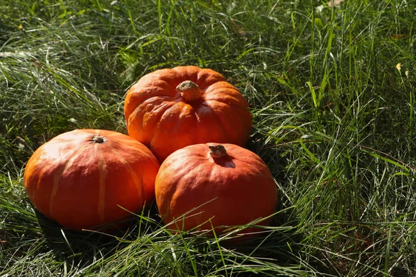 Whole Ripe Orange Pumpkins Green Grass Outdoors Space Text — Stock Photo, Image