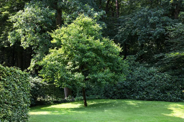 Beautiful Lawn Green Grass Bushes Outdoors — Fotografia de Stock