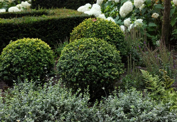 Lovely Garden Blooming Plants Green Shrubbery Landscape Design — Stock Photo, Image