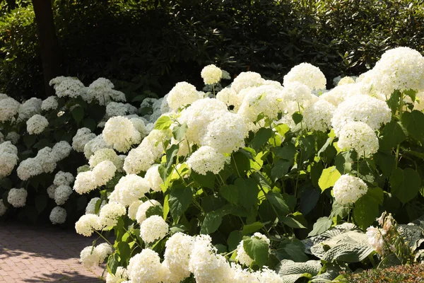 Beautiful Hydrangea Shrubs White Flowers Outdoors — Stock fotografie