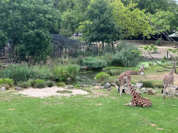 動物園の囲いの中の美しい巨大なキリンのグループ — ストック写真