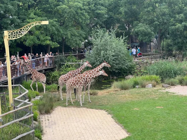 Rotterdam Holanda Agosto 2022 Grupo Belas Girafas Recinto Zoológico — Fotografia de Stock