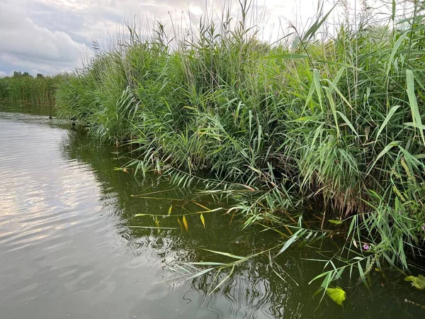 Pintoresca Vista Las Cañas Del Río Cielo Nublado — Foto de Stock