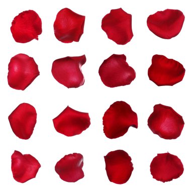 Beyaz zemin üzerinde taze kırmızı gül yaprakları, üst görünüm