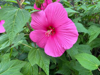 Serada güzel açan pembe amber çiçeği, yakın plan.