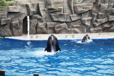 Deniz memelileri parkında havuzda yüzen yunuslar.