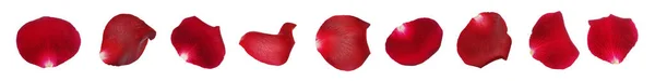 Friss Vörös Rózsaszirmok Fehér Háttérrel Bannertervezés — Stock Fotó