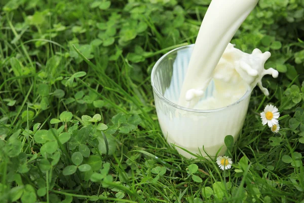 Häll Färsk Mjölk Glas Grönt Gräs Utomhus Närbild Plats För — Stockfoto