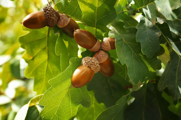 Gren Med Ekollon Och Blad Utomhus Närbild — Stockfoto