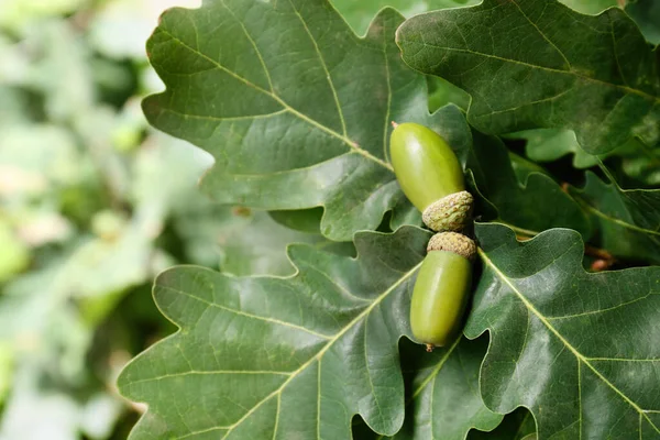 Gren Med Ekollon Och Gröna Blad Utomhus Närbild Plats För — Stockfoto