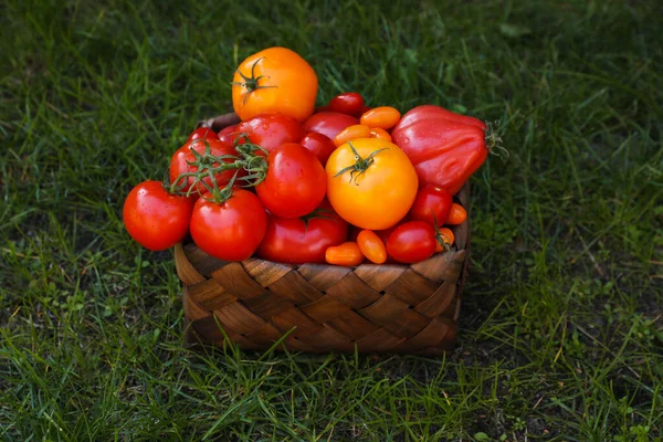 Kosz Świeżymi Pomidorami Zielonej Trawie Świeżym Powietrzu — Zdjęcie stockowe