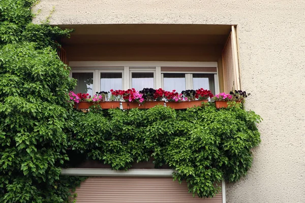 Balkong Dekorerad Med Vackra Färgglada Blommor Och Grön Växt — Stockfoto