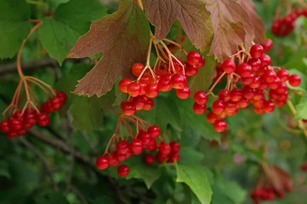 Vacker Viburnum Buske Med Mogna Bär Utomhus — Stockfoto