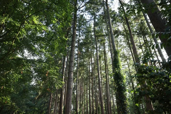 Красиві Зелені Дерева Лісі Низький Кут Зору — стокове фото