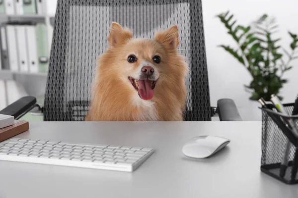 Cute Pomeranian Spitz Dog Table Office — Stockfoto