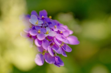 Menekşe güzellik gizleme