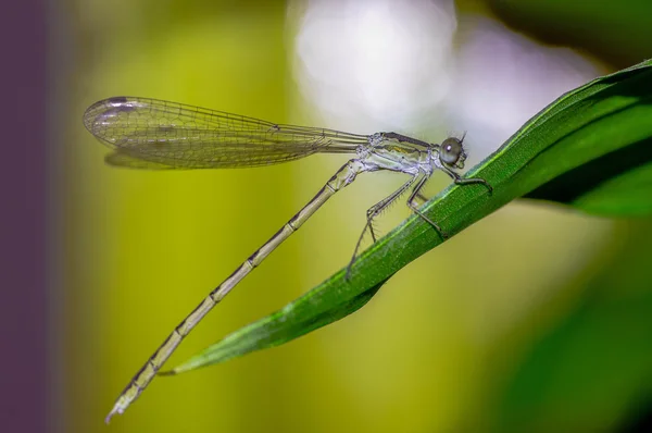 Lemon dragonfly — Stock Photo, Image