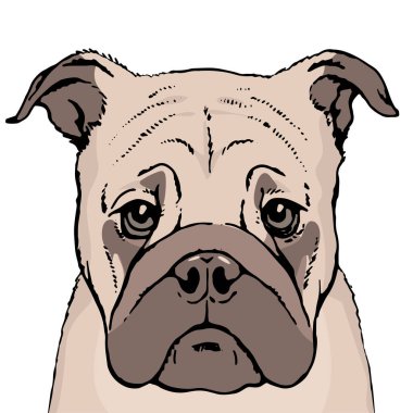 Pug dog suratı çizilmiş. Sevimli hayvan. Beyaz arka planda kalem ve mürekkep çizimi. Çizim pop sanatı