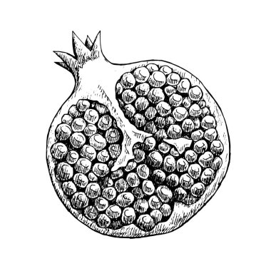 Kesik bir nar eskizinin tasviri. Vitaminli egzotik lezzetli meyve. Serbest çizim