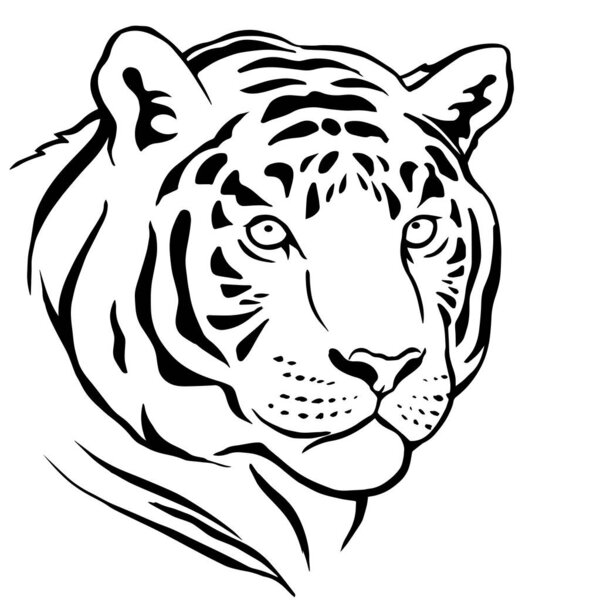 Tiger head on a white background. Predatory striped cat beast. Wildlife animal. Vector isolated illustration hand drawn