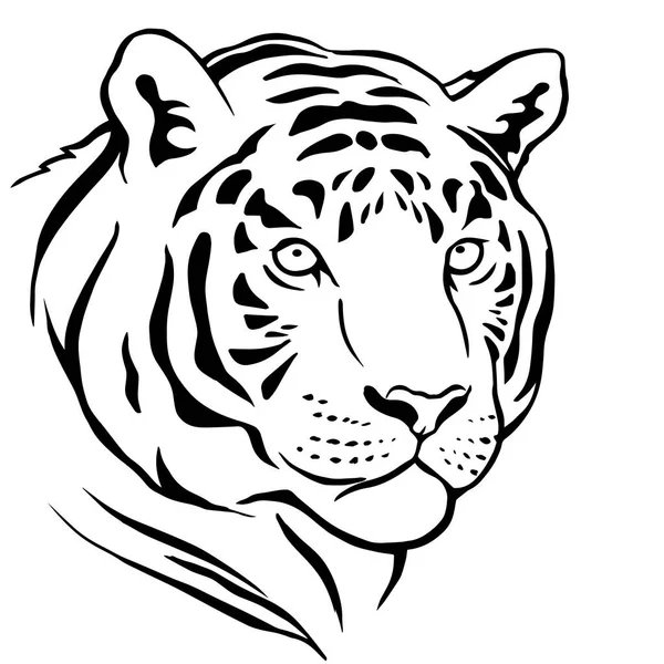 虎头白色背景 掠夺性条纹猫兽 野生动物 矢量孤立的插图手绘 — 图库矢量图片#
