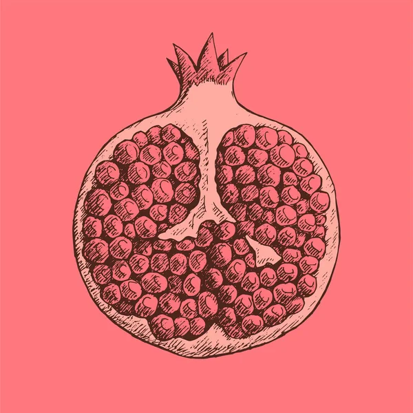 Ilustração Esboço Uma Romã Redução Fruta Deliciosa Exótica Com Vitaminas — Vetor de Stock