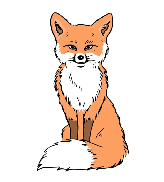 赤い狐座のイラスト ふわふわの尾 森の動物 ベクトル分離図手描き — ストックベクタ