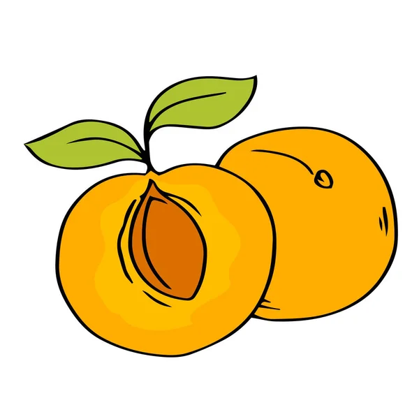 Abricot Sobre Fundo Branco Doce Fruta Alimentos Saudáveis Dieta Vetor —  Vetores de Stock