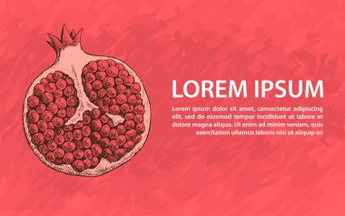 Kesik bir nar eskizinin tasviri. Vitaminli egzotik lezzetli meyve. Vektör serbest çizim. Burgundy geçmişleri.