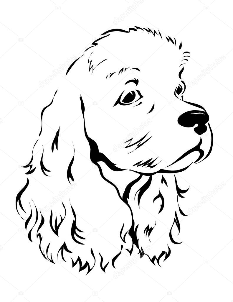 American cocker spaniel. Dog head portrait. The animal is a pet. Vector black and white sketch. Isolated illustration hand drawn