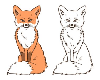 Kızıl tilki oturma görüntüsü. Yumuşak kuyruk. Orman hayvanı. Renkli ve siyah-beyaz çocuk boyası için. İzole edilmiş vektör el çizimi