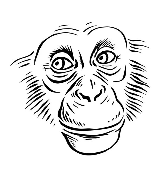 Cabeza Chimpancé Sobre Fondo Blanco Una Astuta Sonrisa Cara Primado — Vector de stock