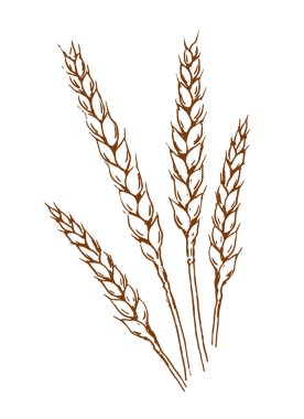 Bir demet buğday. Ekmek yetiştiriyorum. Tarım ve tarım. Beyaz arkaplanda izole edilmiş vektör monokrom illüstrasyon eli