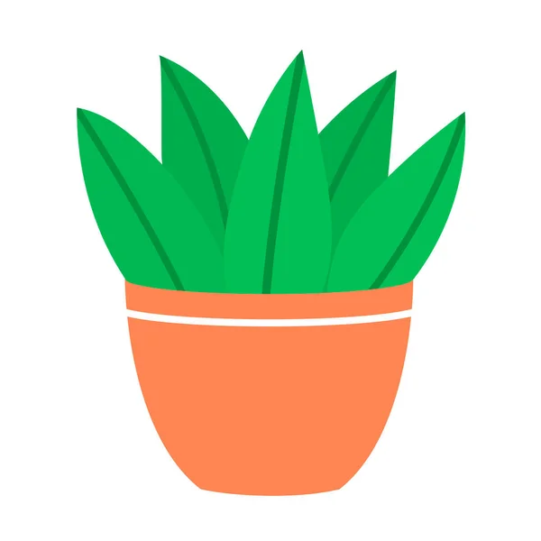 Groene Binnenplant Een Pot Een Witte Achtergrond Cactus Met Bladeren — Stockfoto