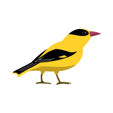 Oriole Ormanı ötücü kuşu. Güzel sarı vahşi kuş. Vahşi doğanın hayvanları ve hayvanları. Zooloji ve kuşbilim. Beyaz arkaplanda izole edilmiş vektör düz illüstrasyon