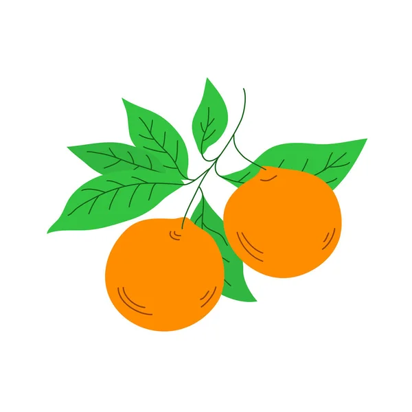 Orange Tree Branch Fruits Leaves Tropical Citrus Fruit Healthy Food — ストックベクタ