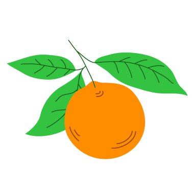 Meyve ve yapraklı portakal ağacı dalı. Tropik turunçgil meyvesi. Sağlıklı yiyecekler. Bahçe ve hasat. Beyaz arkaplanda izole edilmiş vektör düz illüstrasyon