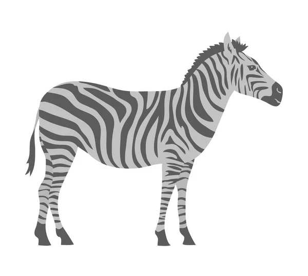 Striped Zebra Herbivorous Hoofed Mammal African Wild Animal Fauna Zoology — стоковый вектор