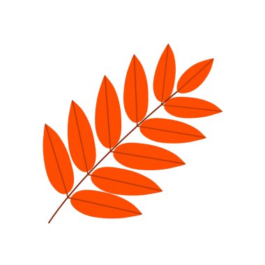 Red Rowan şubesi. Sonbahar ağacı yaprakları. Tasarım ve dekorasyon için güzel bir yaprak. Botanik obje. Doğada güzellik. Düz vektör çizimi beyaz arkaplanda izole edildi