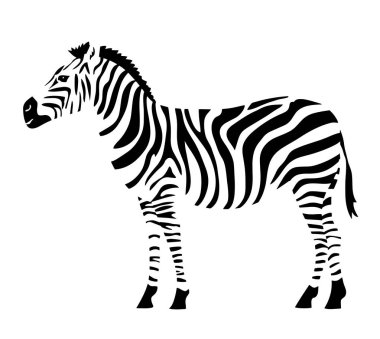 Striped zebra isolated on a white background