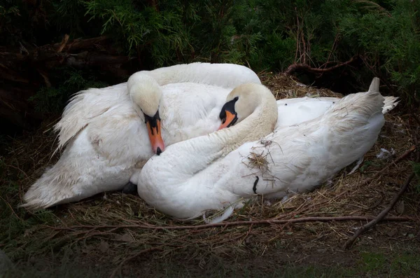 Two White Swans Sleep Together Warm Nest Beautiful Couple Birds — Photo