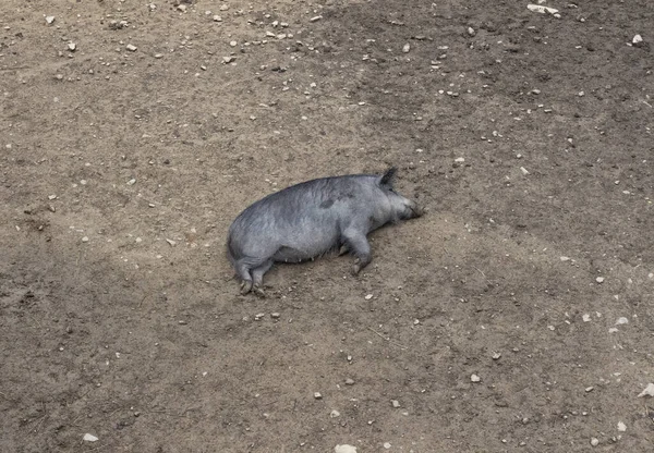 Wild Lazy Boar Sleeps Mud Dirty Pig Forest Animal Mammal — Stok fotoğraf