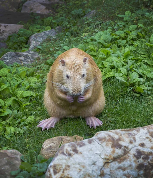 The beaver sits on the grass and eats. Cute rodent. Aquatic mammal. Zoo and animals. Wildlife and fauna. Front photography