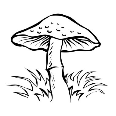 Şapkayla agarik uç. Ormanda zehirli mantar var. Çizgi film vektörü sanat illüstrasyonunu izole etti. El çizimi siyah çizgi çizimi